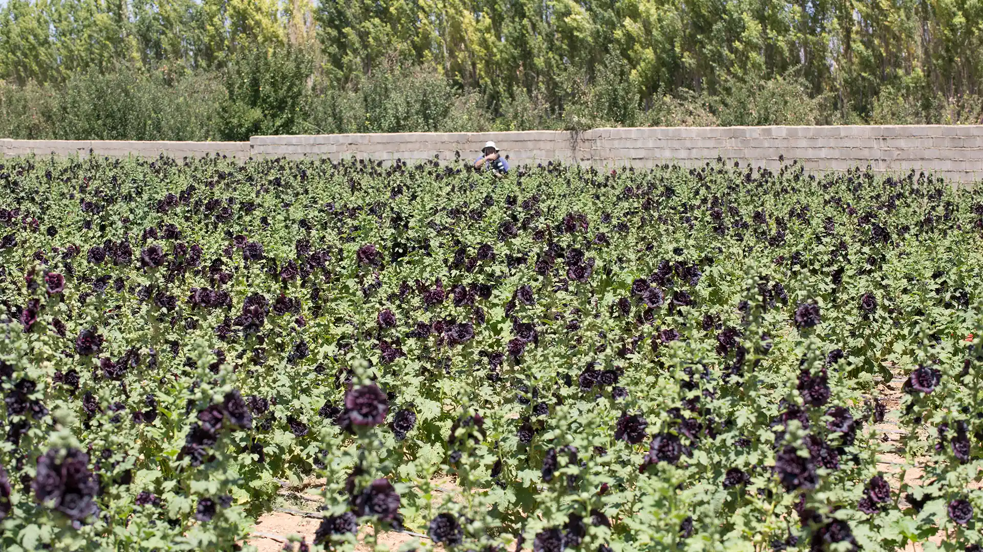 Black-Hollyhock-2 ختمی سیاه