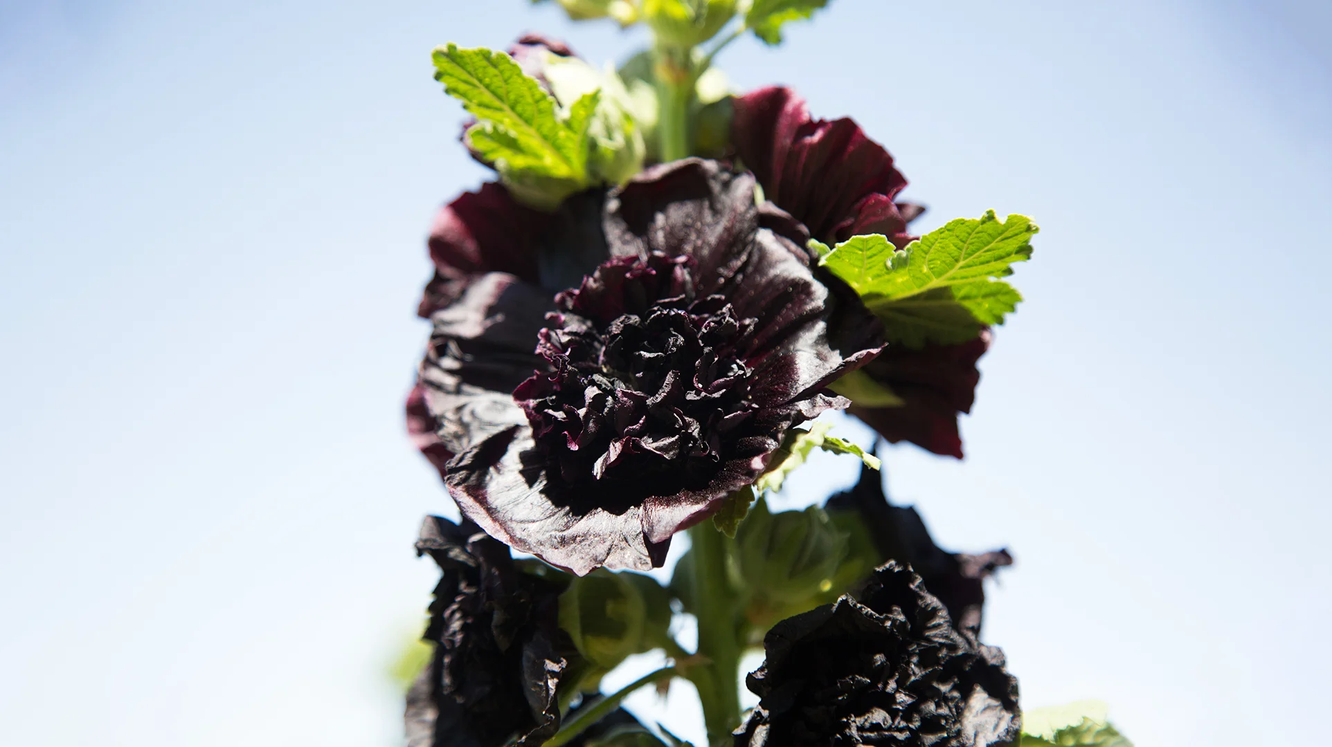 Black-Hollyhock-3 ختمی سیاه