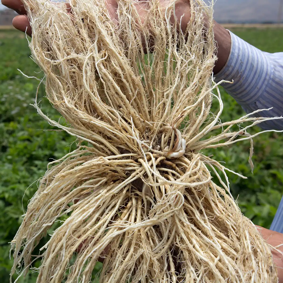 سنبل الطیب